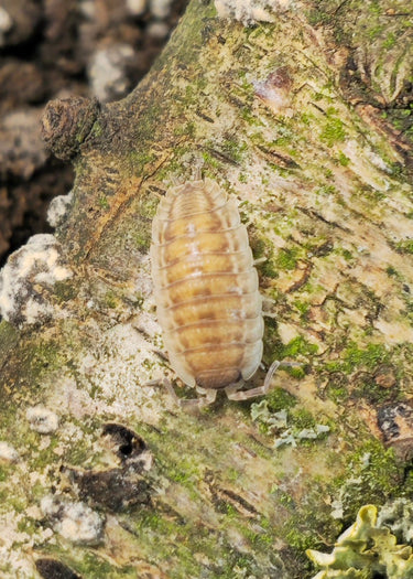 Porcellio Rhodes Isopods